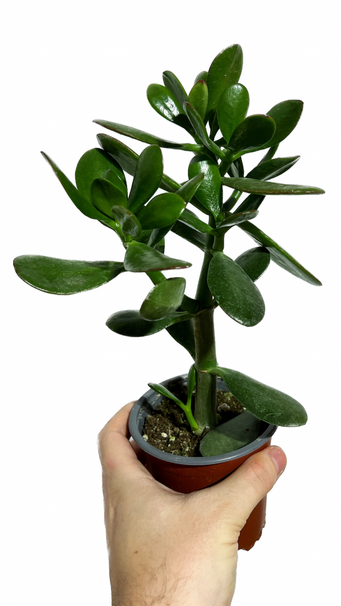 Succulente artificielle arbre de jade 30cm