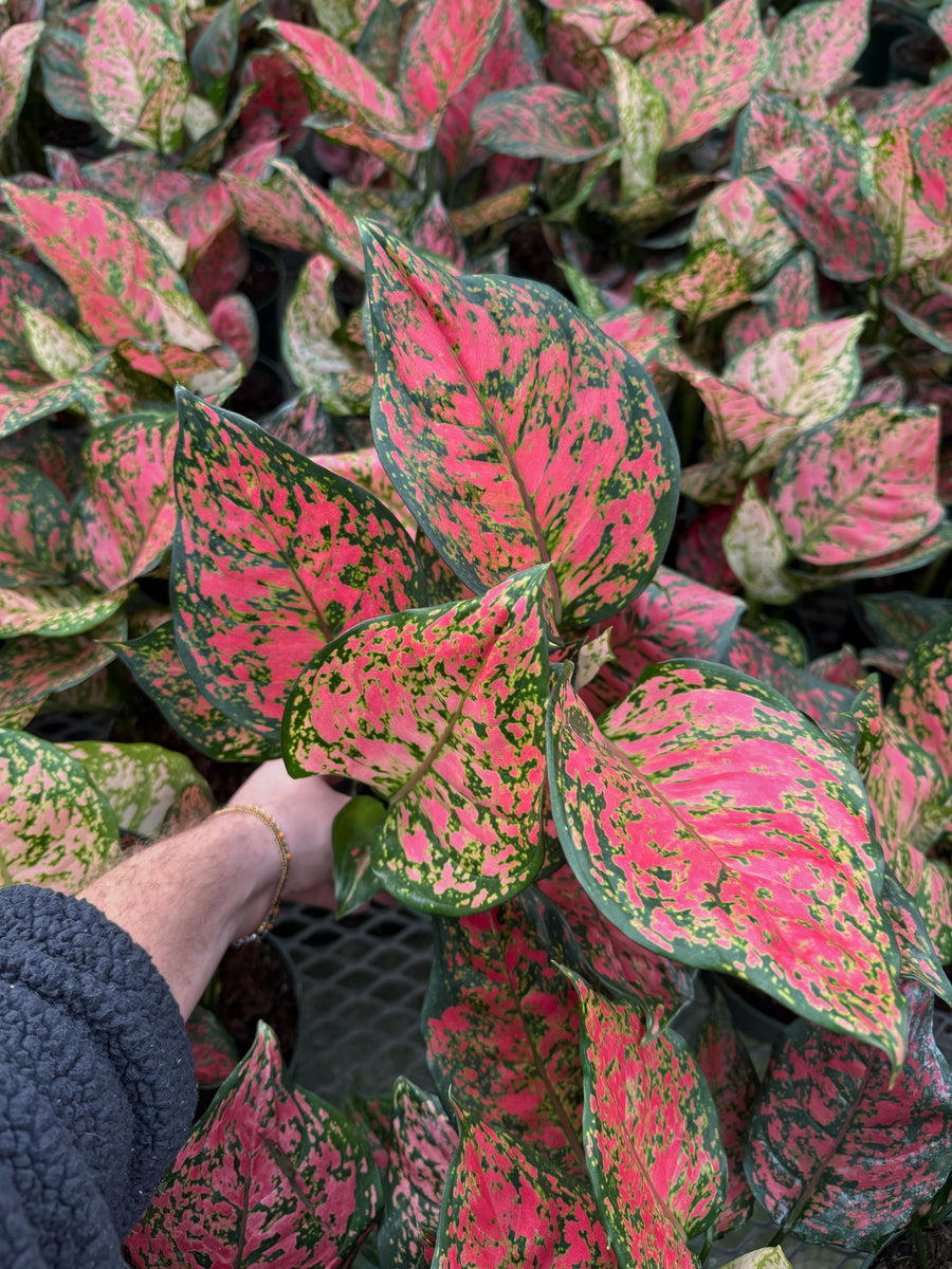 aglaonema valentine Aglaonema 'Red Valentine' – Végétal Design Qc