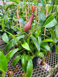 Népenthès 'Alata' | Pitcher Carnivorous Plant