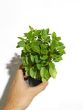 Peperomia Orbea 'Pixie Lime'