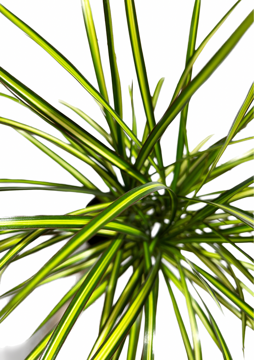 ray of sunshine dracaena Dracaena Marginata 'Ray of Sunshine'