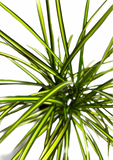 Dracaena Marginata 'Ray of Sunshine'