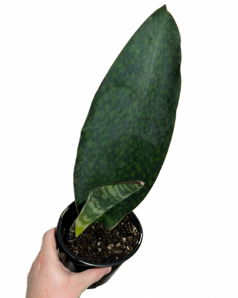 congo snake plant Sansevieria Masoniana