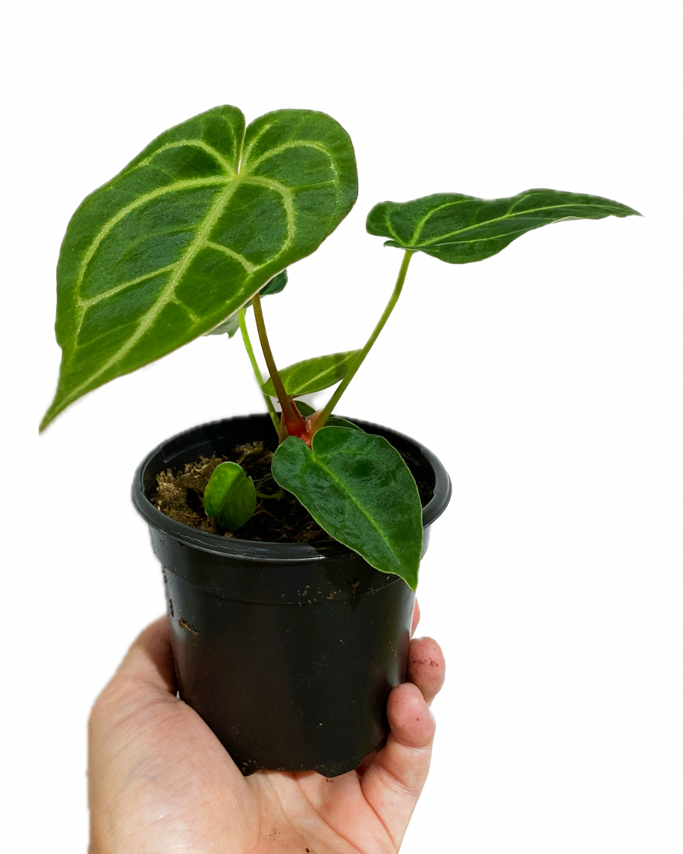 の*ら様 【斑入り!!】 Anthurium Crystallinum Anthurium crystallinum の*ら様 【斑入り!!】 Anthurium Crystallinum Anthurium crystallinum