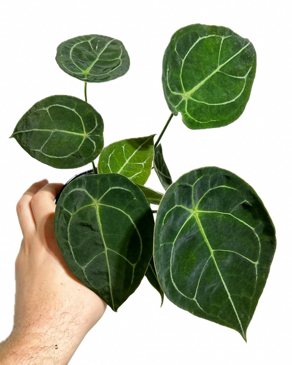 anthurium vert Anthurium Forgetii – Végétal Design Qc