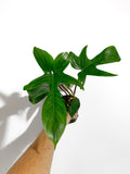 Philodendron 'Florida'