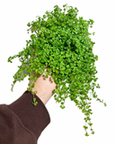 Pilea Depressa | Baby Tears