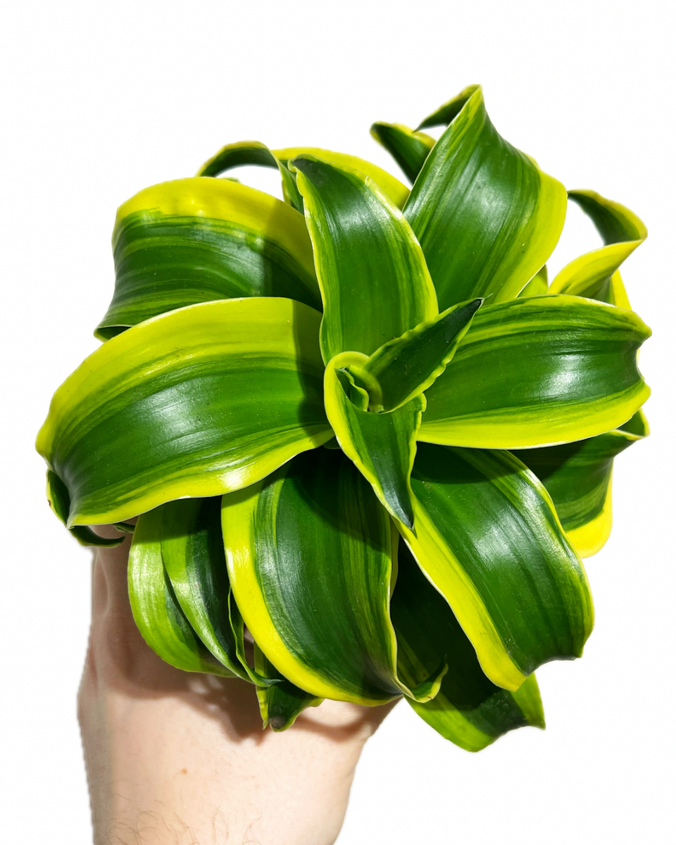 spiral dracaena Dracaena 'Yellow Tornado'
