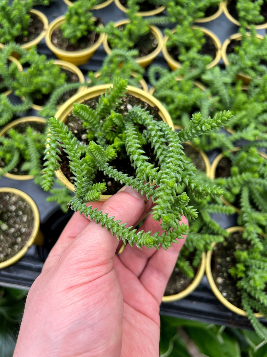 crassula lycopodioides succulent Crassula Muscosa