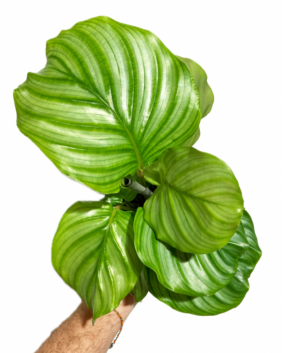 Calathea Orbifolia – Végétal Design Qc
