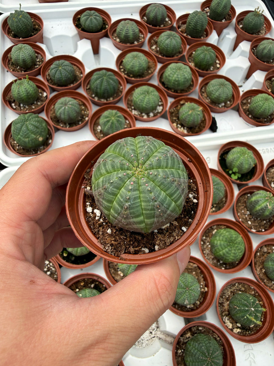 Euphorbia Obesa – Végétal Design Qc