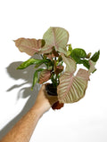 Syngonium Podophyllum 'Strawberry Cream'