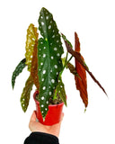 Begonia Maculata | Begonia Polka dot