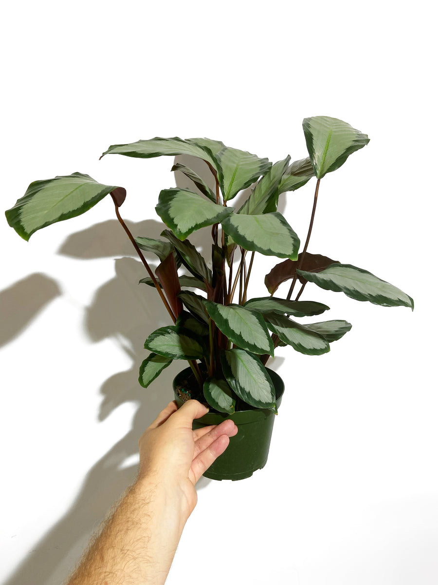 Calathea Picturata Argentea