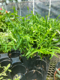 Homalocladium Platycladum | Ribbon Bush