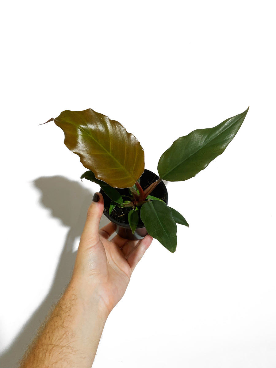 philodendron chocolate empress Philodendron 'Chocolate Empress' – Végétal Design Qc