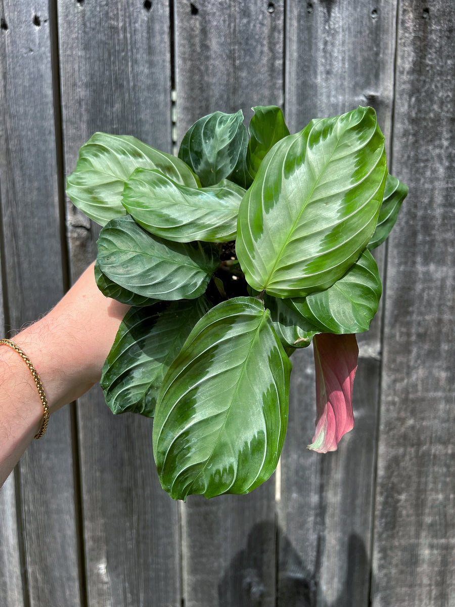 Maranta Leuconeura 'Silver Band'