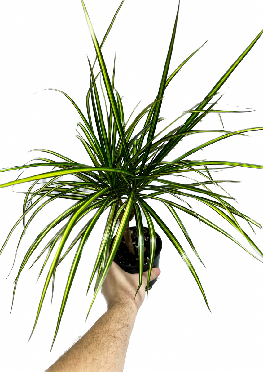 dracaena marginata ray of sunshine Dracaena Marginata 'Ray of Sunshine'