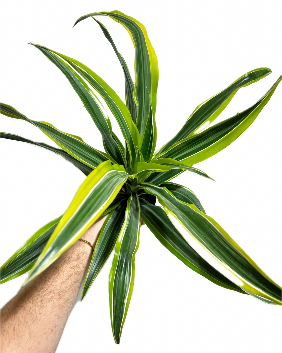 dracaena needlepoint Dracaena Warneckii 'Goldstar'