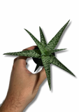 Aloe 'Bright Star' | Aloe