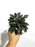 Peperomia 'San Marino'