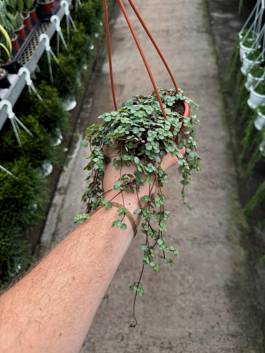 Pilea Glauca 'Aquamarine'