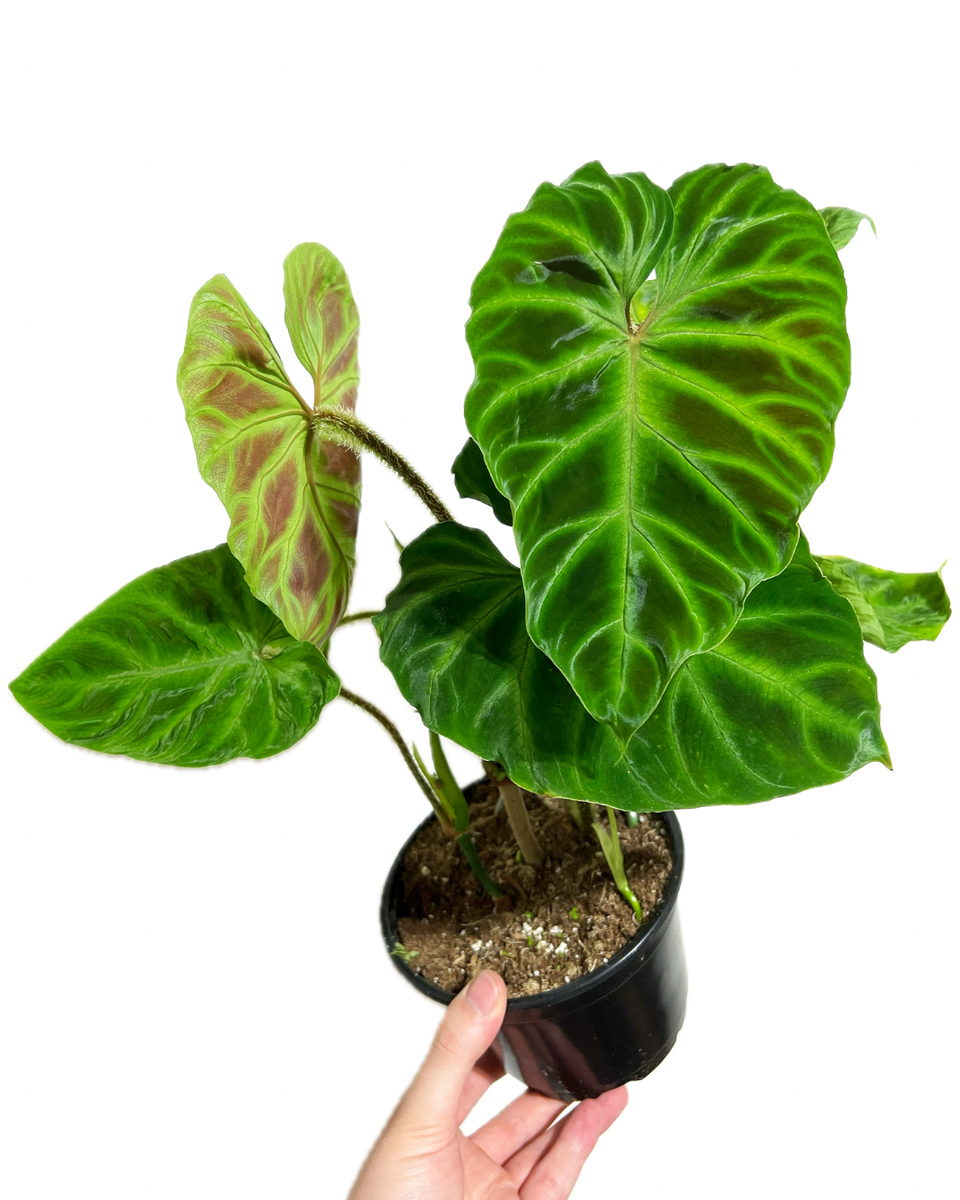Philodendron 'Verrucosum'