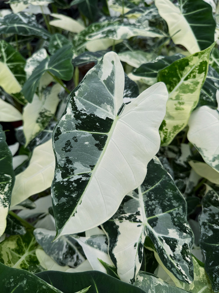 Alocasia Mitcholitziana 'Frydek Variegata'
