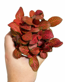 Fittonia 'Red Angel'