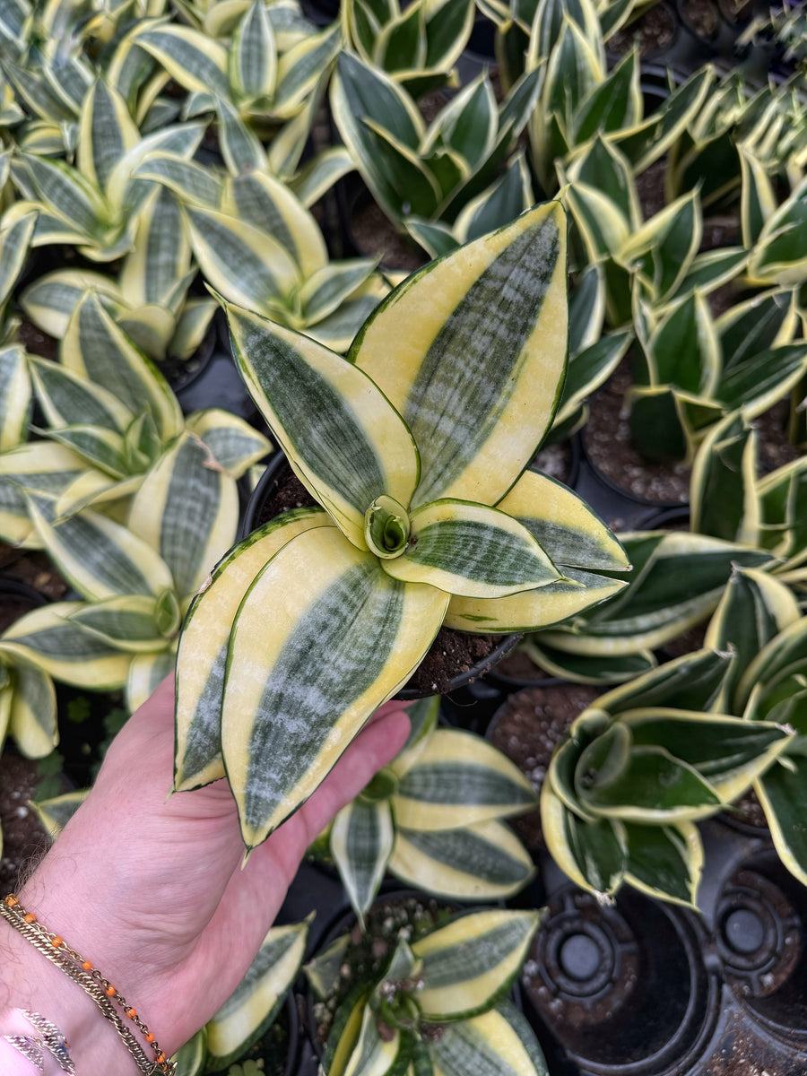 Sansevieria Hahnii 'Variegata'
