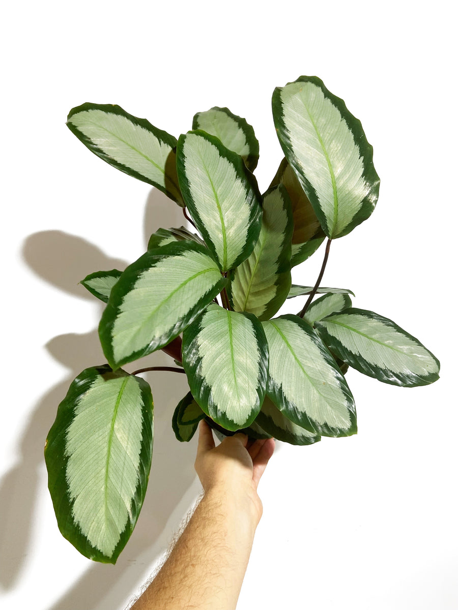calathea picturata 'argentea Calathea Picturata Argentea