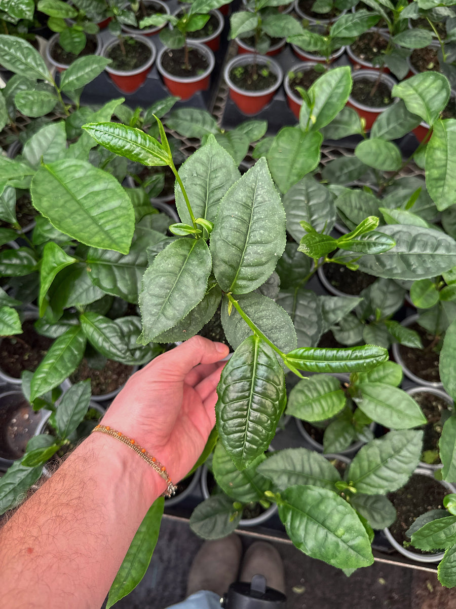 potted tea plant Camellia Sinensis | Tea plant