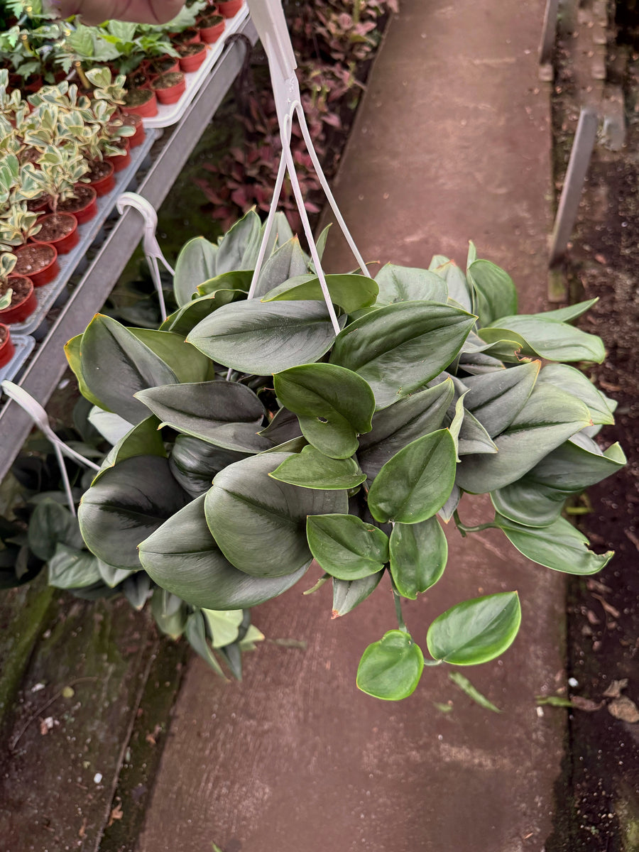 Scindapsus Treubii 'Moonlight' – Végétal Design Qc
