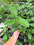 Citron 'Meyer' | Citronnier | Citrus x Meyeri