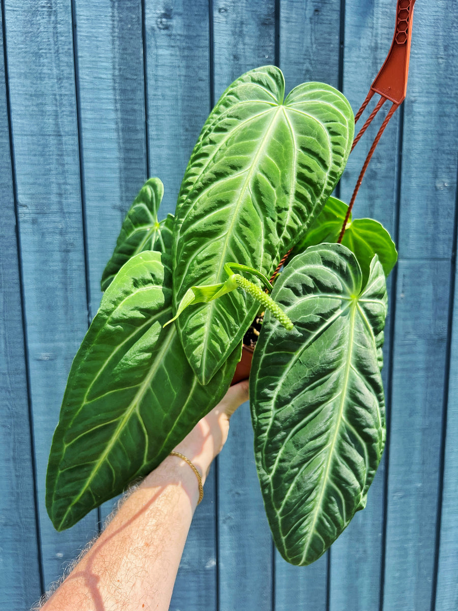 anthurium villenaorum for sale Anthurium Villenaorum – Végétal Design Qc