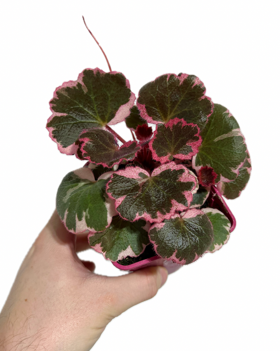 saxifraga stolonifera variegata Begonia 'Strawberry' Variegata