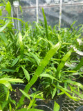 Homalocladium Platycladum | Ribbon Bush