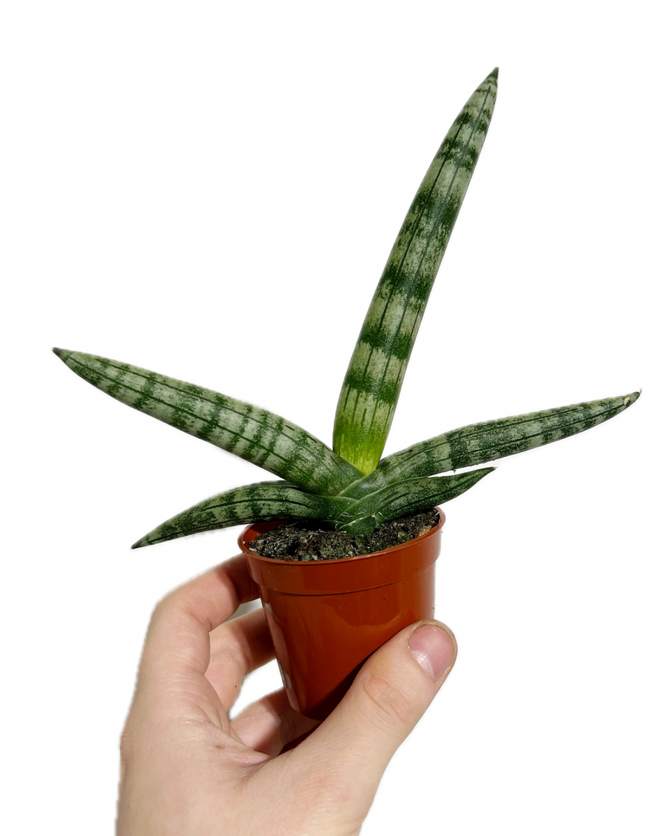 sansevieria cylindrica vs starfish Sansevieria Cylindrica 'Starfish'