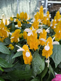 Pachystachys Lutea 'Lollipop Flower'