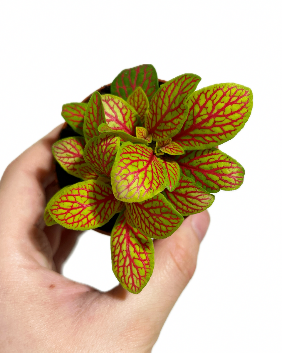 fittonia skeleton plant Fittonia 'Skeleton' – Végétal Design Qc