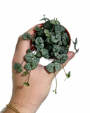 Ceropegia Woodii | string of hearts