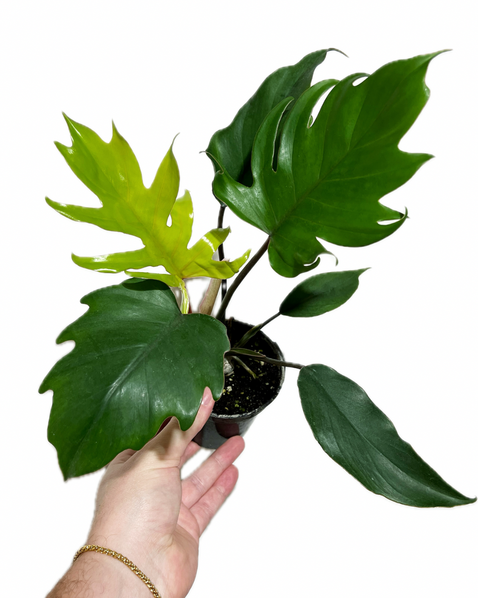 philodendron mayoi tahiti Philodendron 'Mayoi'