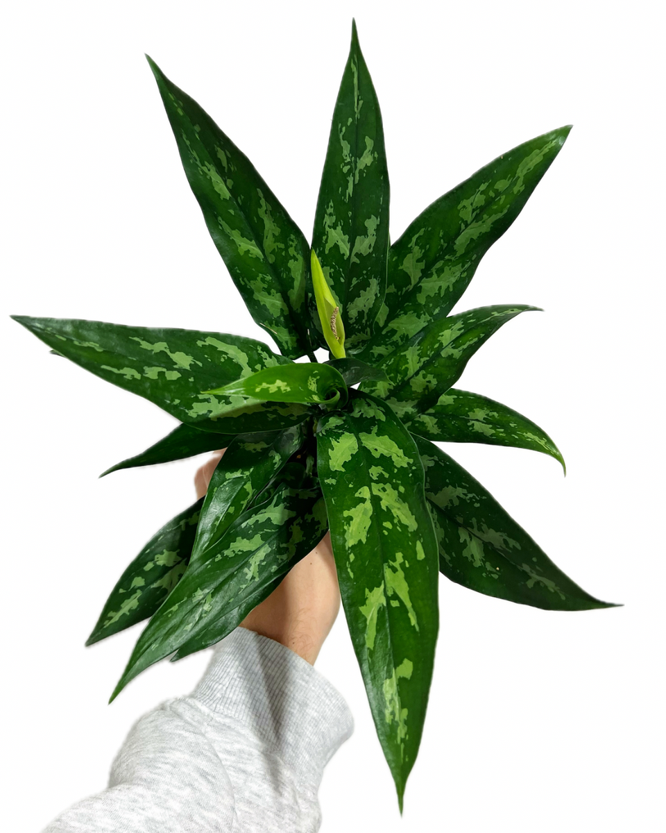 aglaonema tigress care Aglaonema 'Tigress' – Végétal Design Qc
