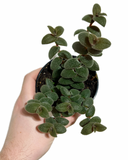 Tradescantia 'Teddy Bear'