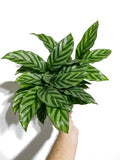 Calathea Conicinna 'Freddie'