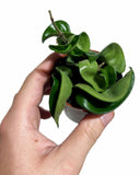 Hoya Carnosa 'Compacta' | Hoya Hindu Rope