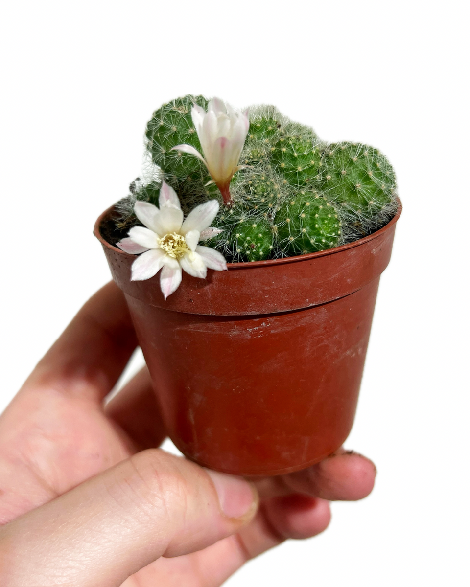 Cactus Rebutia Albiflora