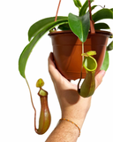 Népenthès 'Alata' | Pitcher Carnivorous Plant