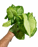 Syngonium Podophyllum 'White Butterfly'