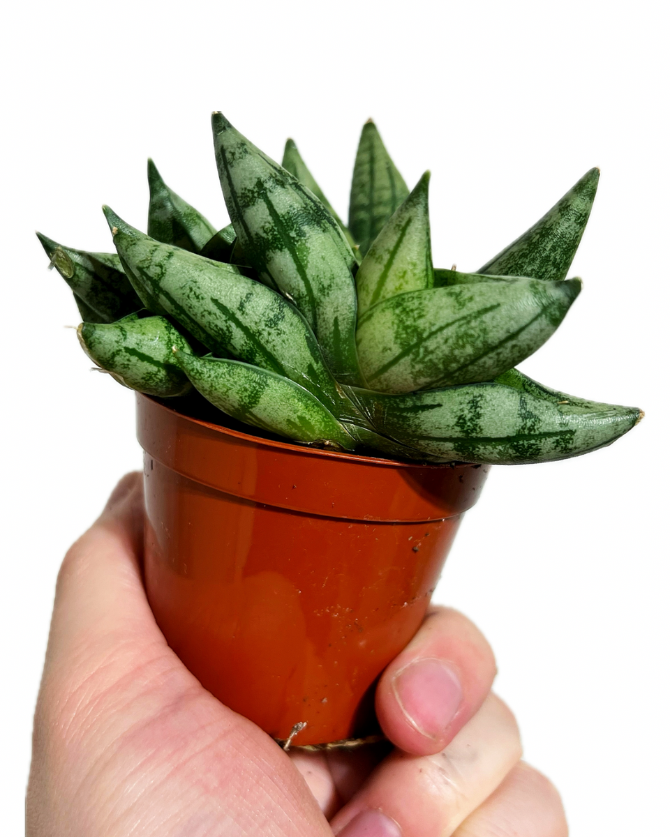 sansevieria boncel starfish snake plant Sansevieria Cylindrica 'Starfish Dwarf'